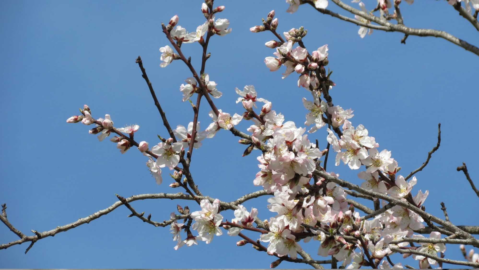 The Legend of the Almond Blossom